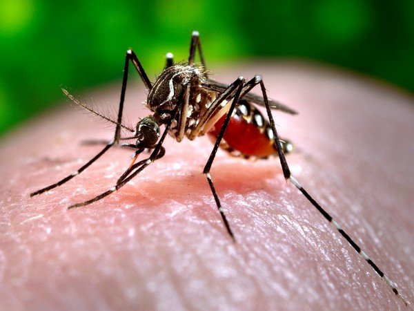 Dengue Outbreak in Delhi: 4,500+ Cases and 3 Deaths in 2024